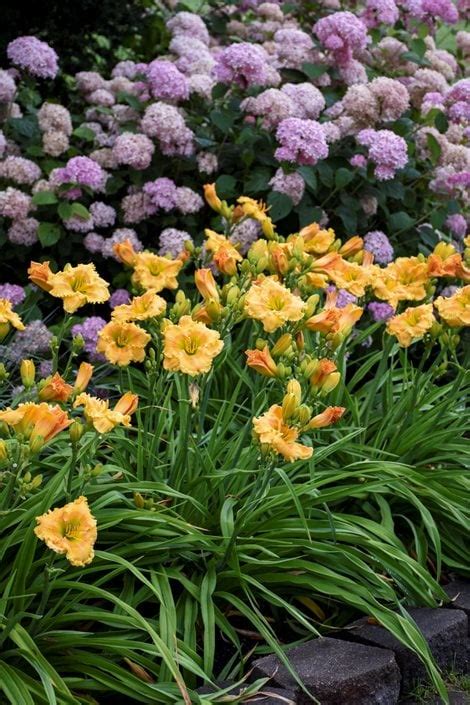 Daylily Care: Complete Guide for Beautiful Daylilies | Garden Design