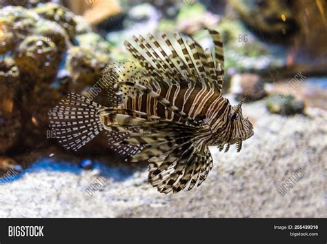 Venomous Lionfish Image & Photo (Free Trial) | Bigstock