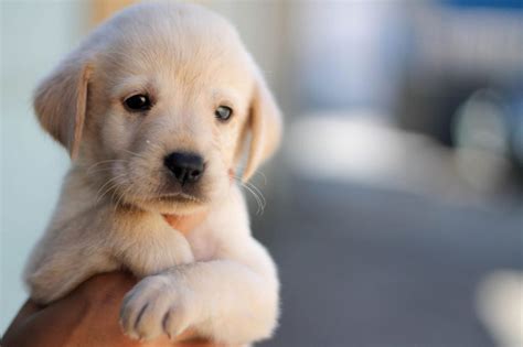 Cute Dog Pictures Free Download ~ Wallpaper Dog Cute | Bocorawasunari