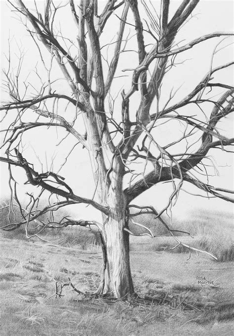 Tree Pencil Drawing Art Print, Tree Art Print, Oak Tree, Old Tree Art ...