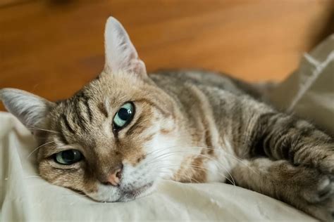 Senior Cat Care: 7 Tips and Tricks to Follow | Great Pet Care