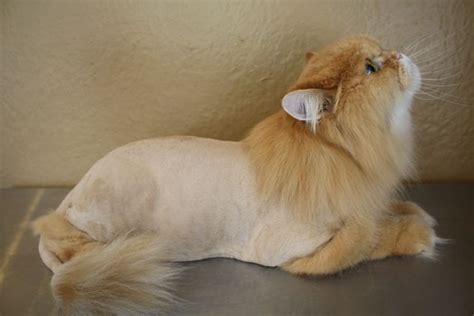 47 Best Of Cat With Lion Haircut - Haircut Trends