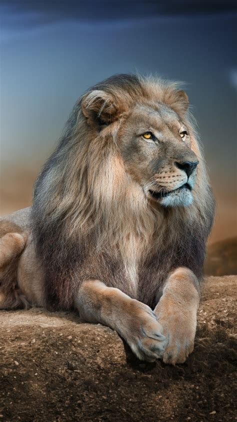 Lion Wallpaper For Mobile - 720x1280 Wallpaper - teahub.io