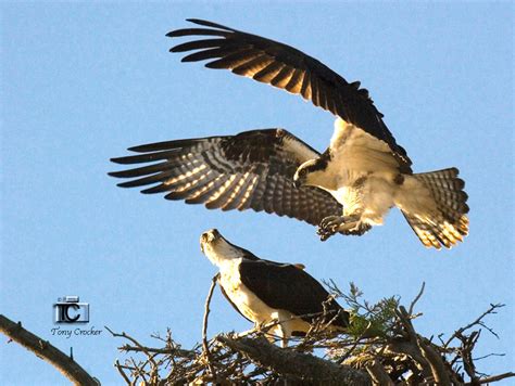 Osprey Facts – Friends of the Osprey