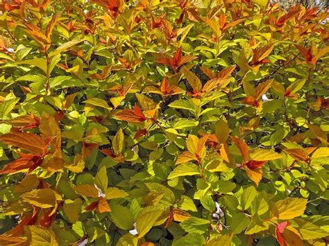 10 BEST SHRUBS FOR FALL COLOR – gardenpicsandtips.com