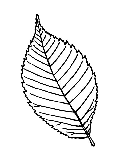 Free Leaf Outline Cliparts, Download Free Leaf Outline Cliparts png ...