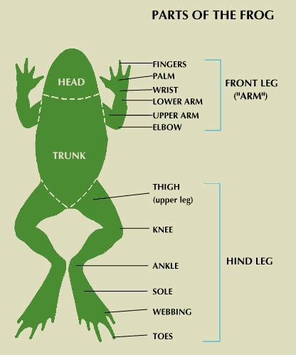 Frog Legs Anatomy