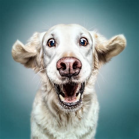 Funny (Dog) Faces – Erblicken.com