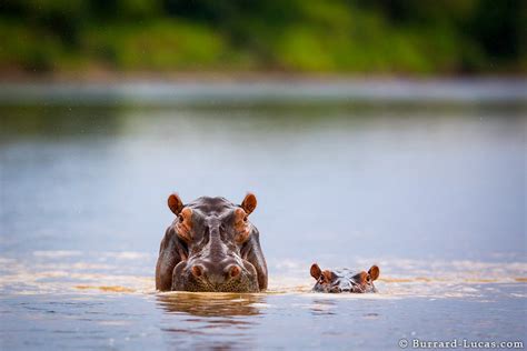 Mum and Baby Hippo - Burrard-Lucas Photography