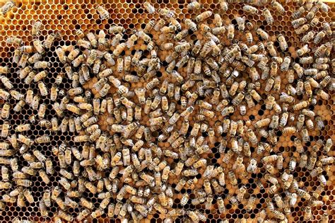 Varroa Mite Treatments Factsheet - Alberta Beekeepers Commission