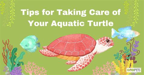 Tips for Taking Care of Your Aquatic Turtle - Kobi Pets