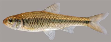 Striped Shiner – Discover Fishes