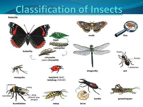 SOLUTION: Classification of insects - Studypool