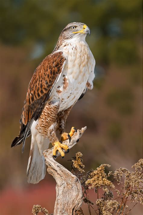 Birds of prey – Mike Lentz Nature Photography