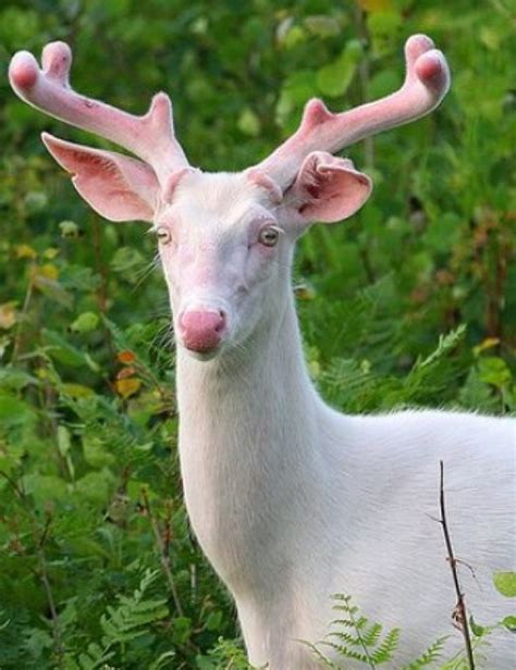 Top 10 Pictures Of The Rarest Albino Animals