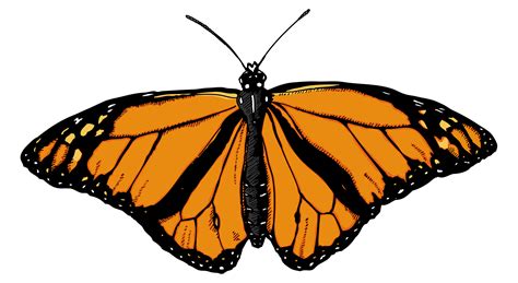 Monarch Butterfly Art with Orange Wings Clipart PNG | PNG All