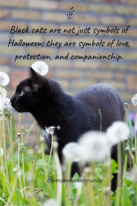 50 Black Cat Quotes to Celebrate the Beauty of These Creatures