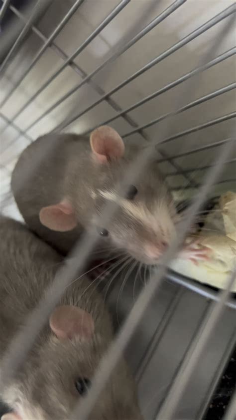 Are these rat noises normal? : r/RatsRatsRats