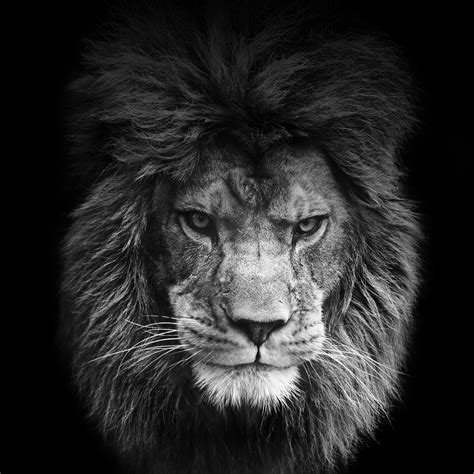 Wallpapers Black Lion - Wallpaper Cave