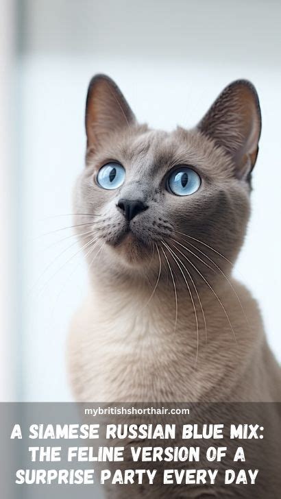 Siamese Russian Blue Mix Cat - 15 Fascinating Facts About Russian Blue ...