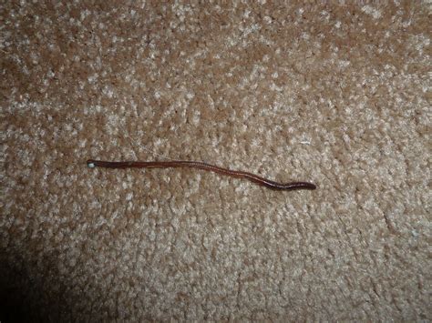 Small Brown Worms In My Carpet - Carpet Vidalondon