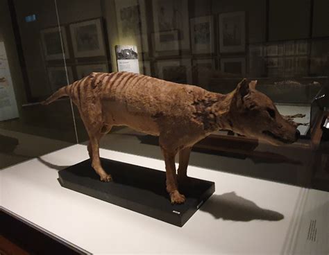 Thylacine - Tasmanian Museum and Art Gallery - ZooChat