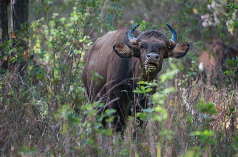 Gaur (aka, the Indian Bison) | Sean Crane Photography