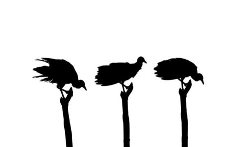 Vulture Silhouette Vector Art, Icons, and Graphics for Free Download