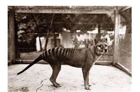 Researchers tentatively place Tasmanian tiger extinction in the late ...