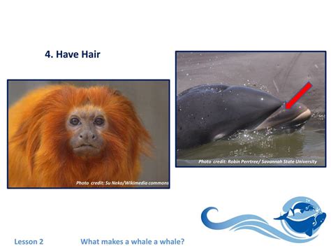 PPT - Lesson 2: What Makes A Whale A Whale? PowerPoint Presentation ...