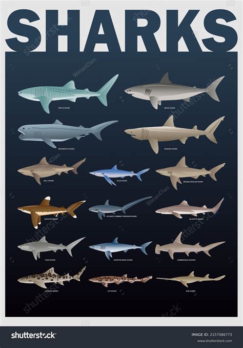 Shark Species Poster