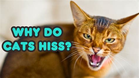 Why Do Cats Hiss? 4 Reasons Why Cats Hiss | Cat Hissing Explained - YouTube