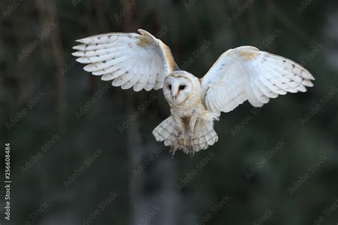 Barn owl flying Stock Photo | Adobe Stock