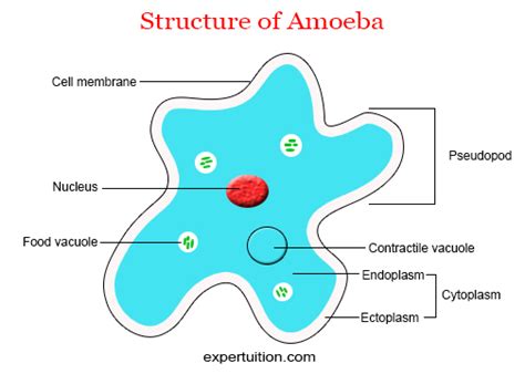 Amoeba Cell