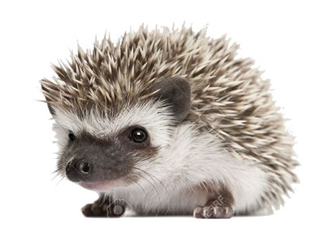 Hedgehog PNG Image File | PNG All