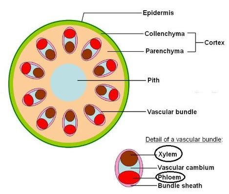 Distribution of Xylem and Phloem in roots, stems and leaves - Biology ...