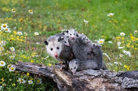 Premium Photo | Opossum or possum mother with joeys riding on her back