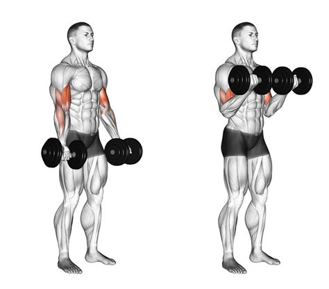 Barbell Curls vs Dumbbell Curls: 5 Big Differences Explained - Inspire US