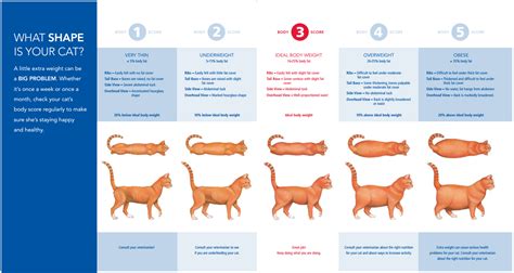 Cat Weight Chart By Age Kg