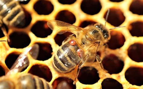 Varroa mite numbers plateau in Northern NSW - CPA