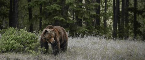 Banff Wildlife Tours - Banff National Park | Discover Banff Tours