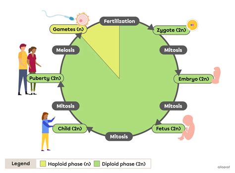 Haploid and Diploid Cells (Advanced Concepts) | Secondaire | Alloprof