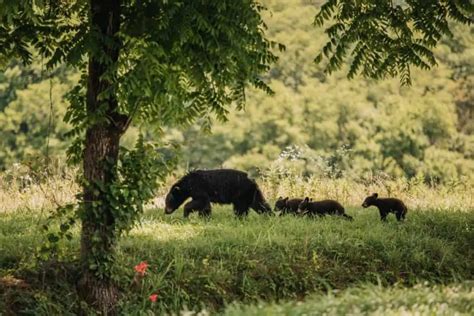 Guide to Wildlife in Banff (Know How to Deal With Encounters) – Park ...