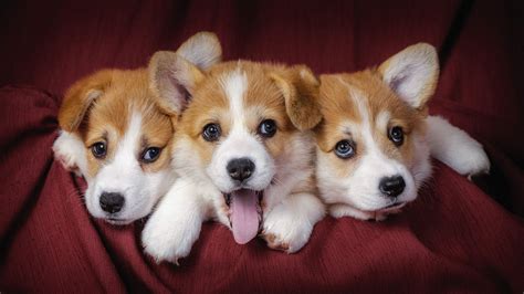 45 Cute Dog Wallpapers - WallpaperBoat