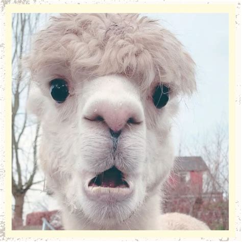 Funny alpaca reacts to someone calling her a llama | Llama, Animals, Alpaca