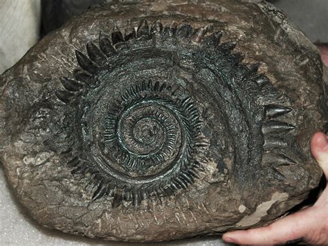 Helicoprion - The Australian Museum