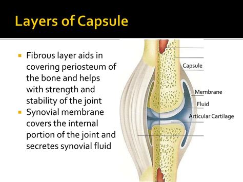 PPT - Shoulder Joint (Glenohumeral Joint) PowerPoint Presentation - ID ...