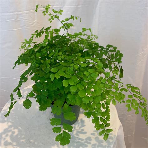 4" Maidenhair Fern - Flowers Talk Tivoli