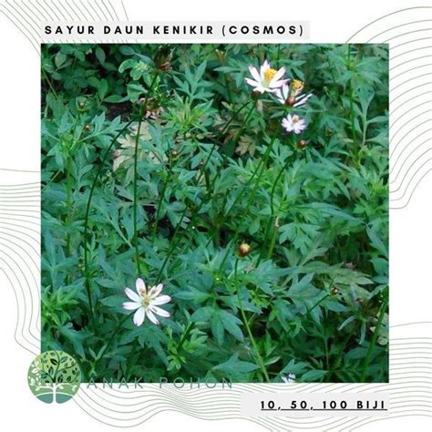 Sayur Daun KENIKIR Cosmos Edible Leaves Seeds | Lazada