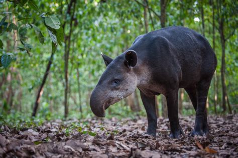 Baird’s Tapir | Sean Crane Photography